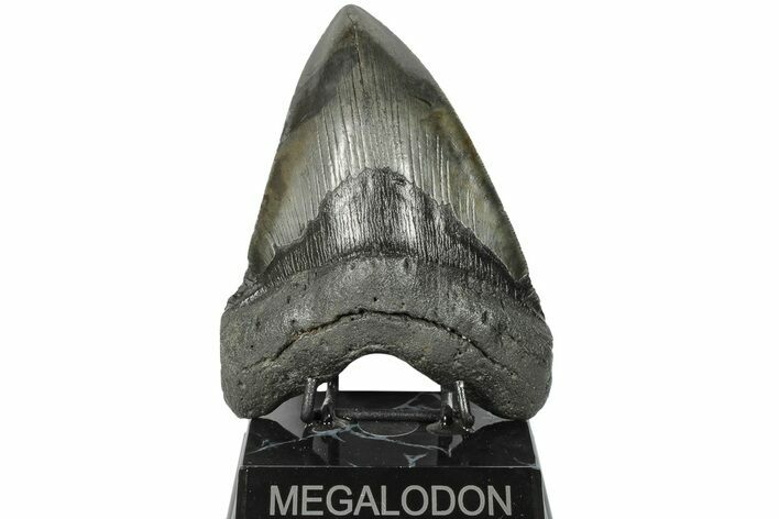 Fossil Megalodon Tooth - South Carolina #203035